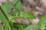 Golden groundsel